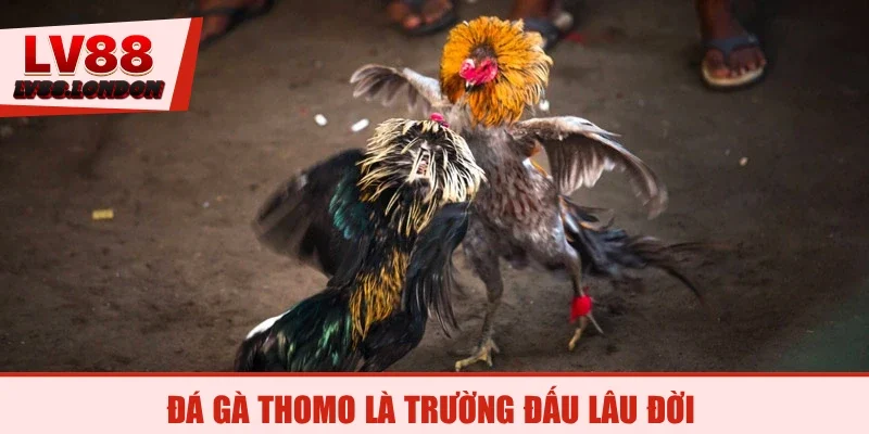 Đá gà Thomo là trường đấu lâu đời