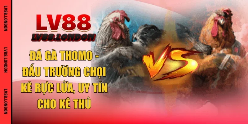 đá gà thomo